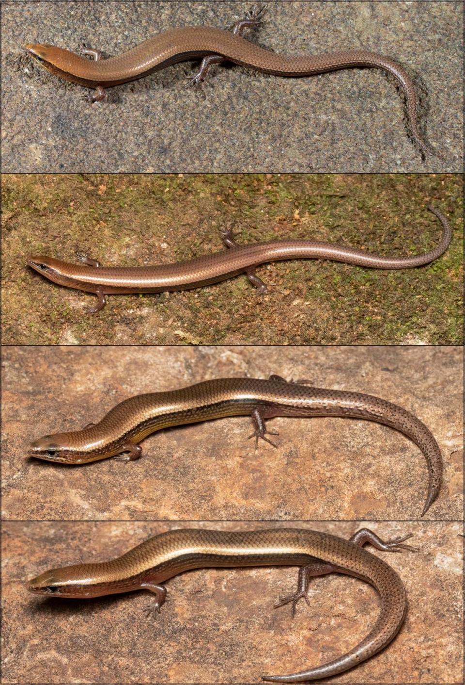 Several Dravidoseps kalakadensis, or KMTR leaf-litter skinks.