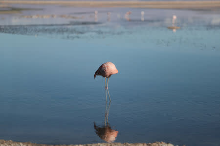 A flamingo bird is seen at Chaxa Lagoon on the Atacama Salt Flat in the Atacama Desert, Chile August 15, 2018. Picture taken August 15, 2018. REUTERS/Ivan Alvarado