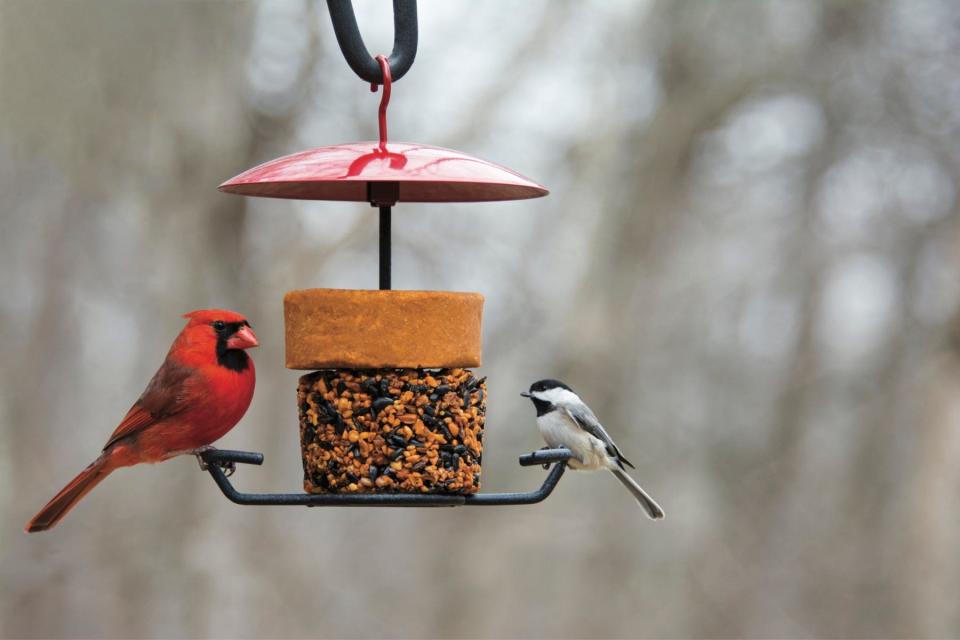 Since 1970, 3 billion birds have been lost in the United States and Canada, a drop of nearly 30%.