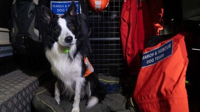 Dog with a search and rescue sign