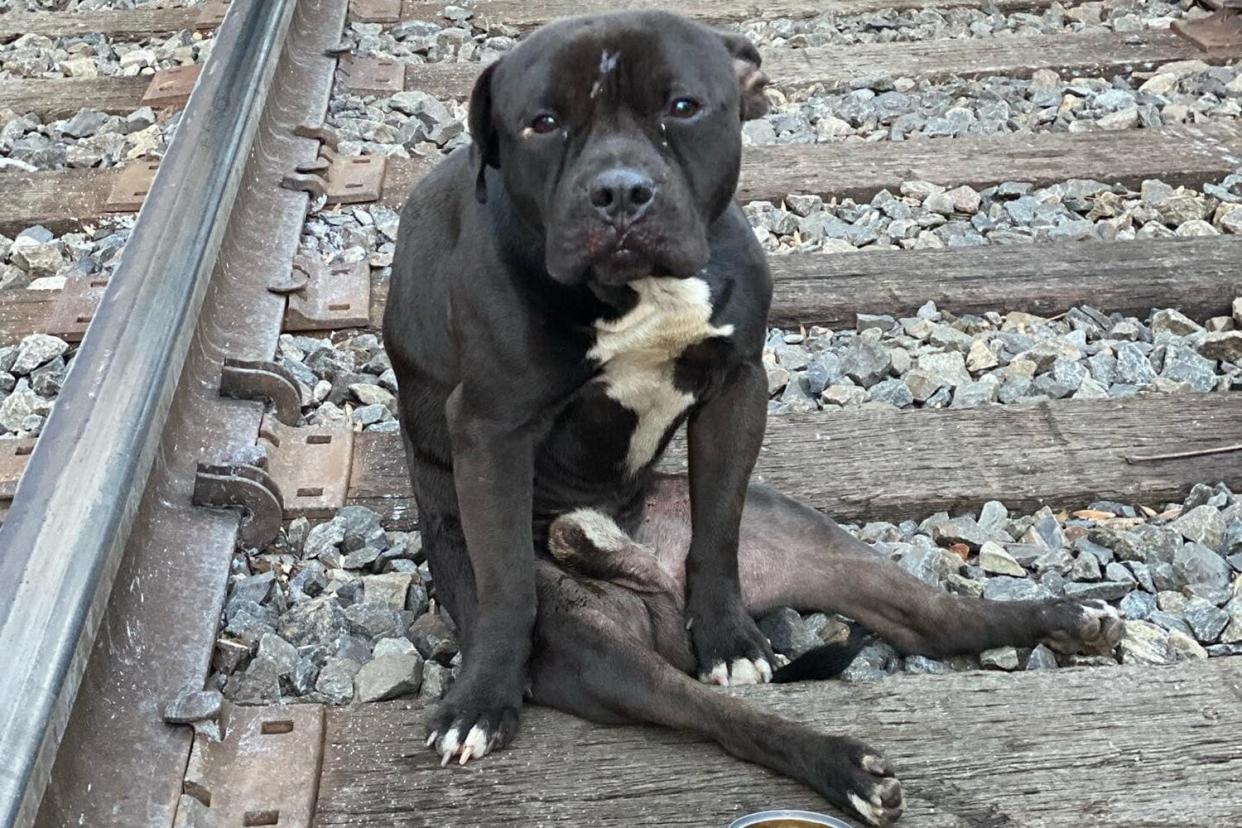 dog rescued from train tracks