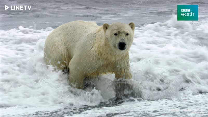 《冰凍星球 第2季》揭秘北極熊死亡真相。（圖／LINE TV提供）