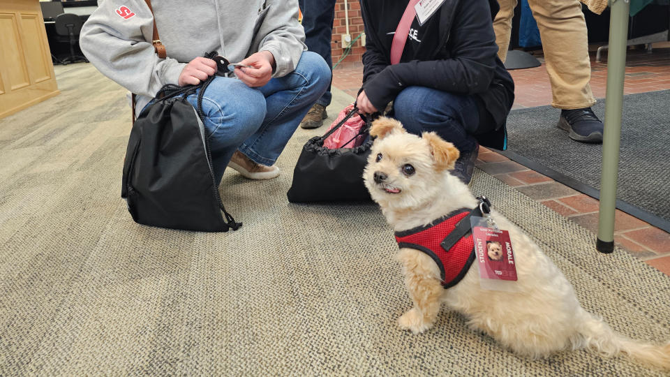 Ted the Morale Officer dog at SUNY Potsdam during the total solar eclipse on April 8, 2024.