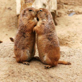 How politics and an earthquake led to prairie dog plague