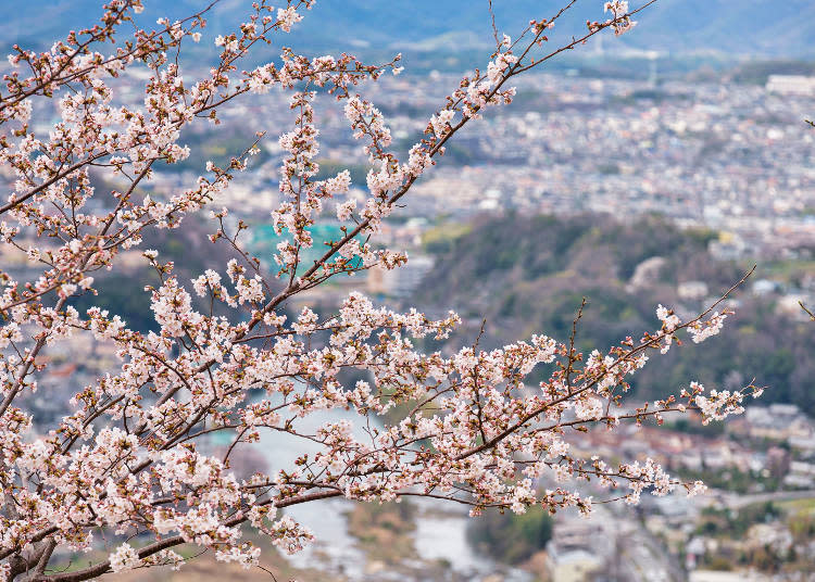 Satsukiyama Park, representative of Ikeda City, which borders Hyogo Prefecture