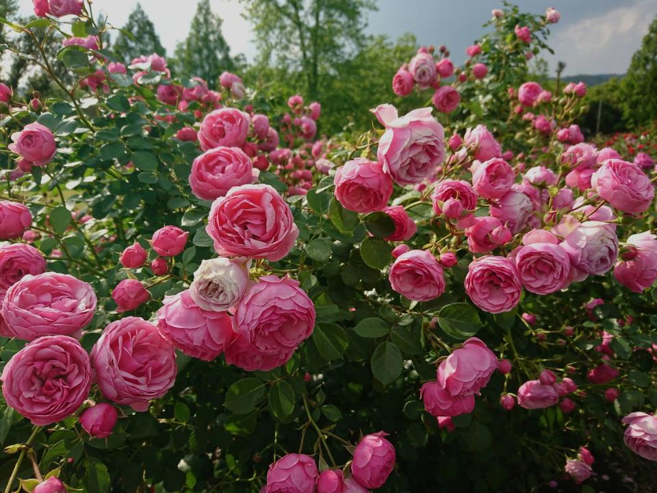 <p><a href="https://www.housebeautiful.com/lifestyle/gardening/a31857692/types-of-roses/" rel="nofollow noopener" target="_blank" data-ylk="slk:Roses;elm:context_link;itc:0;sec:content-canvas" class="link ">Roses</a> are lovely and romantic in any garden setting, whether you have a tiny urban plot or a large, country backyard. And they’re not as picky as you think! Many new types have been bred to be long-blooming and more resistant to diseases, and they don’t need to be deadheaded or have spent blooms removed so they keep flowering. Stick with a shrub or landscape rose for your first attempt because they require almost zero care. </p><p>Varieties to try: Heirloom Roses, Coral Drift</p><p><a class="link " href="https://www.amazon.com/Own-Root-Gallon-Floribunda-Heirloom-Roses/dp/B07N4BL37X/ref=sr_1_15?keywords=real+roses+to+plant&qid=1677120229&sr=8-15&tag=syn-yahoo-20&ascsubtag=%5Bartid%7C10057.g.31965995%5Bsrc%7Cyahoo-us" rel="nofollow noopener" target="_blank" data-ylk="slk:Shop Now;elm:context_link;itc:0;sec:content-canvas">Shop Now</a></p>