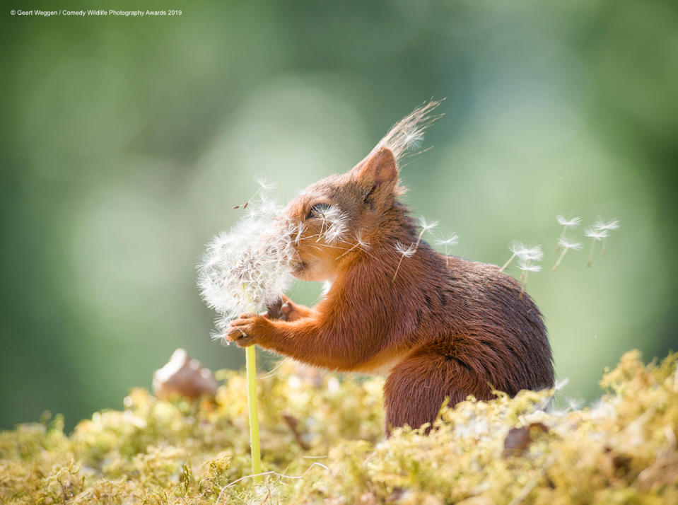 Uno scoiattolo svedese alle prese con "m'ama o non m'ama" ©Geert Weggen / Comedy Wildlife Photography Awards 2019