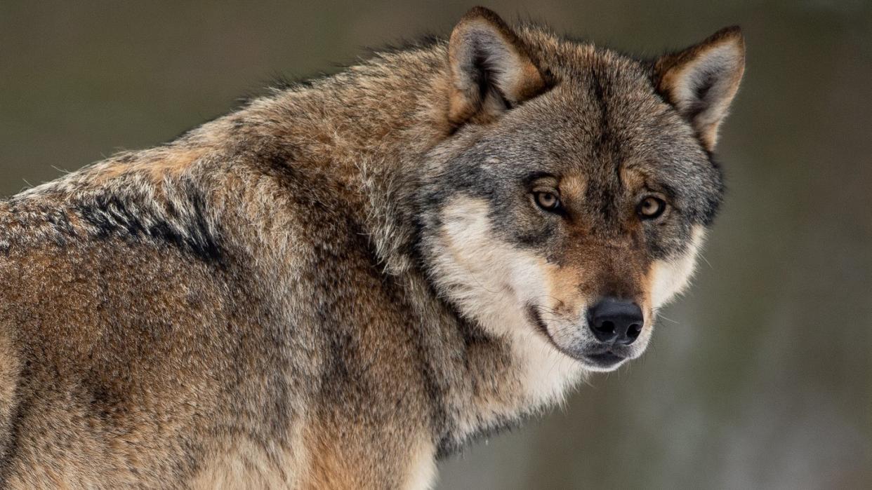 Der Bundesverband der Berufsschäfer begrüßt Pläne, wonach das Abschießen von Problemwölfen erleichtert wird. Foto: Swen Pförtner