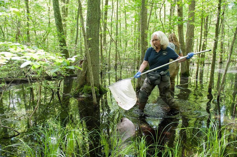 Holly Niederriter, the state non-game and endangered species coordinator with DNREC's Division of Fish & Wildlife looking for tadpoles to test for the   ranavirus, a virus that impacts amphibeans and reptiles at Blackbird State Forest on Friday May. 23, 2014.