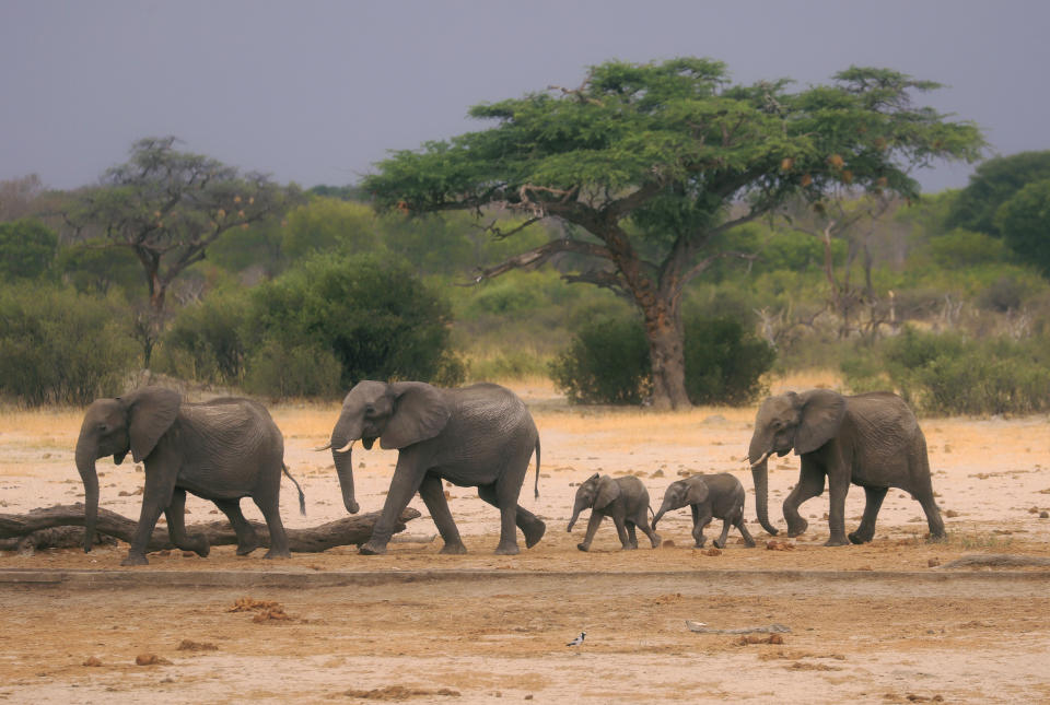 Un grupo de elefantes buscan agua en el Parque Nacional Hwange de Zimbabue el 19 de noviembre del 2019. (AP Photo, File)