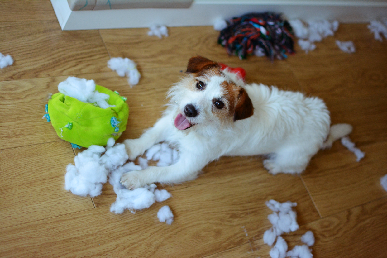 dog chewing up toys and making a mess