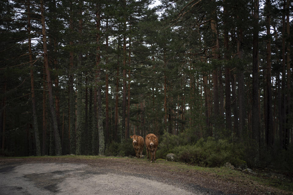 In this April 28, 2020 photo, cows graze among pine trees on the side of a road in Duruelo de la Sierra, Spain, in the province of Soria. Many in Spain's small and shrinking villages thought their low populations would protect them from the coronavirus pandemic. The opposite appears to have proved true. Soria, a north-central province that's one of the least densely peopled places in Europe, has recorded a shocking death rate. Provincial authorities calculate that at least 500 people have died since the start of the outbreak in April.(AP Photo/Felipe Dana)