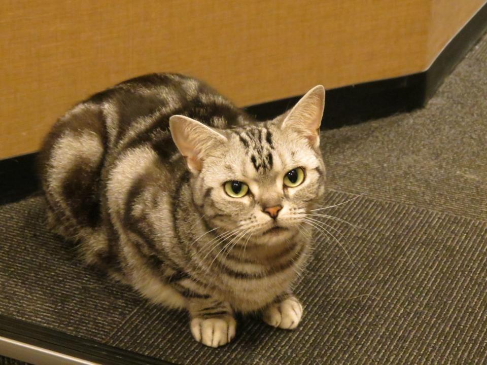 Goodnight Kitty: Curfew Curtails Tokyo's Cat Cafés