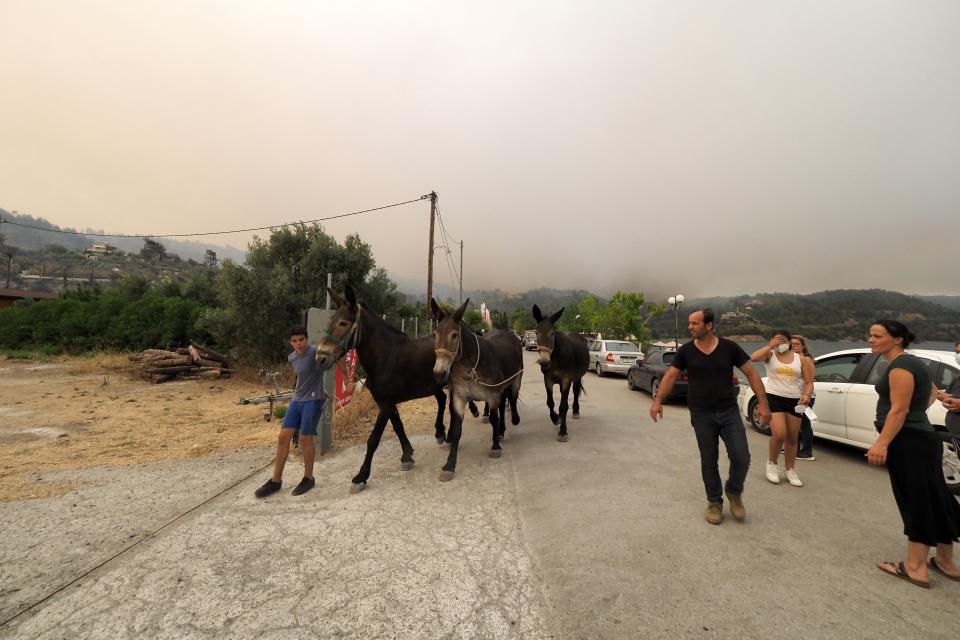 A boy moves mules to a farm during the evacuation of Kochyli beach near Limni village on the island of Evia, about 160 kilometers (100 miles) north of Athens, Greece, Friday, Aug. 6, 2021. Wildfires raged uncontrolled through Greece and Turkey for yet another day Friday, forcing thousands to flee by land and sea, and killing a volunteer firefighter on the fringes of Athens in a huge forest blaze that threatened the Greek capital's most important national park. (AP Photo/Thodoris Nikolaou)