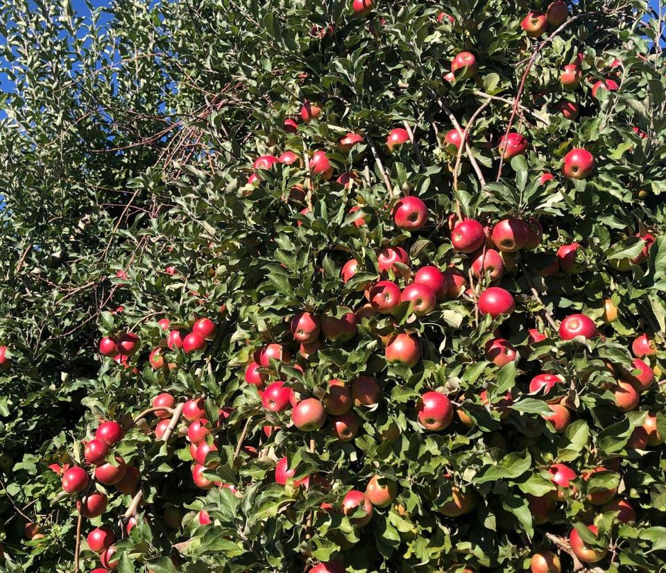 Apples are grown fresh at Pochuck Valley Farms.