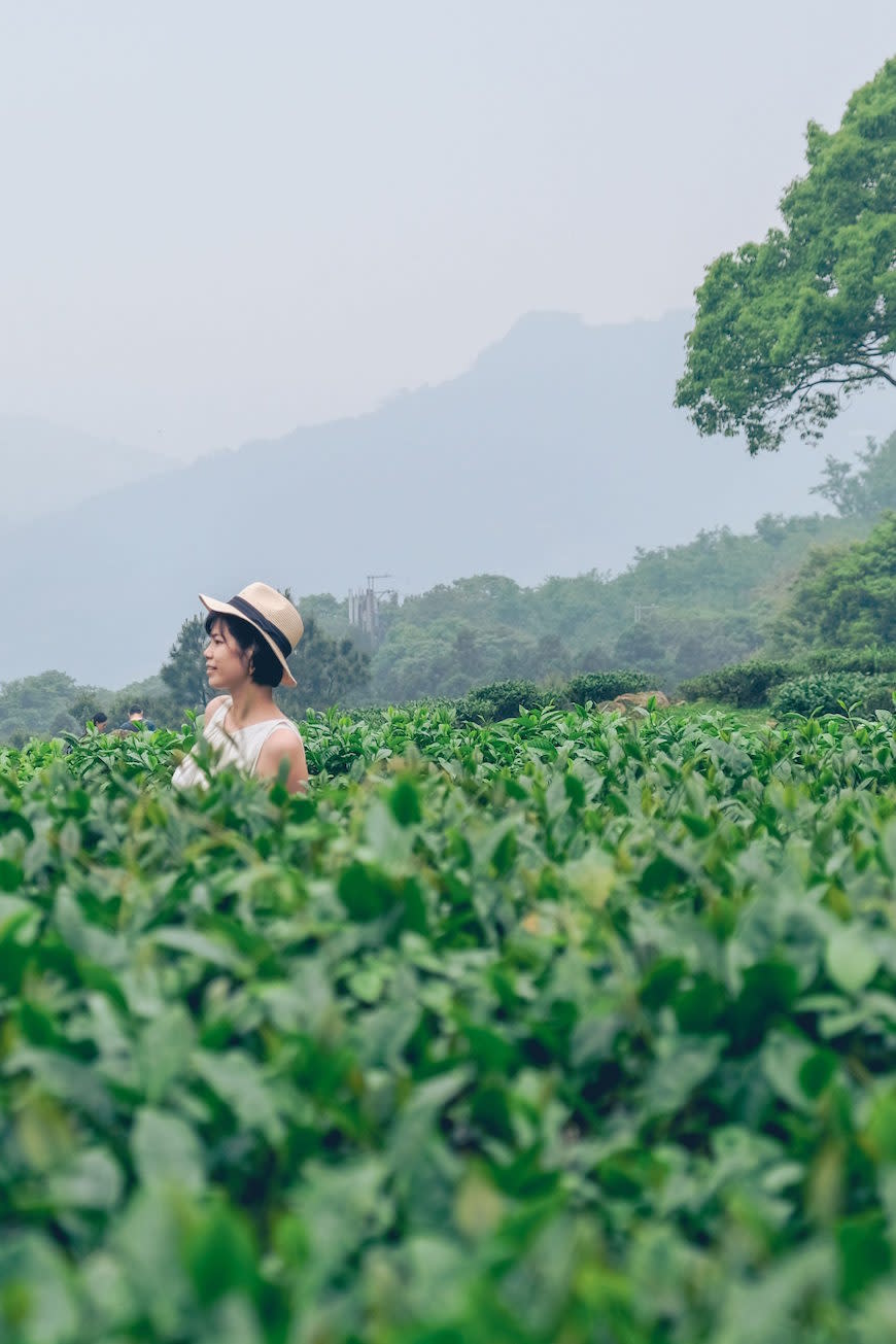 新北三峽｜熊空茶園