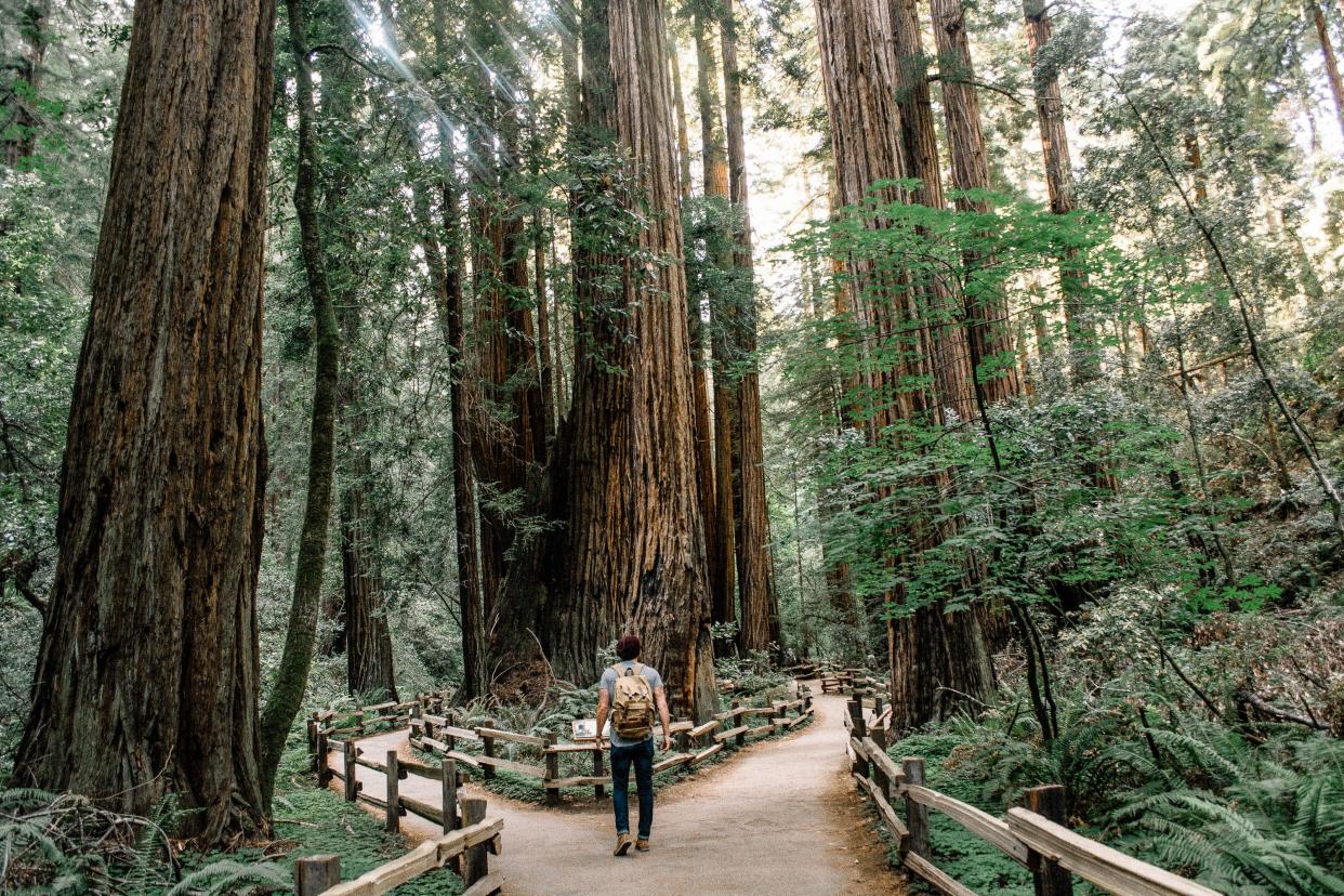 A view of the Muir Woods, north of San Francisco, California.