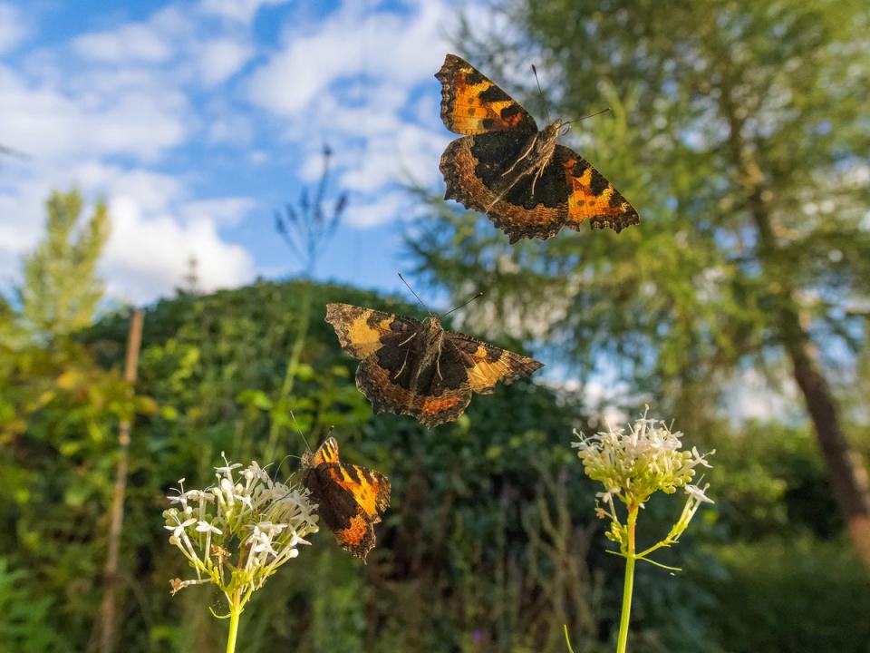 Small tortoiseshells in flight (Andrew Fusek Peters/SWNS)