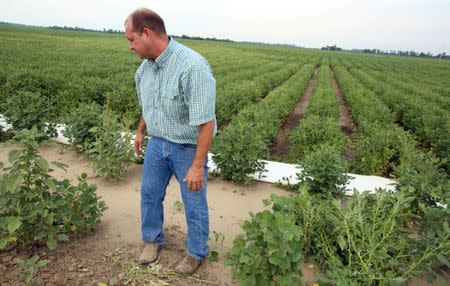 John Weiss looks over his crop of soybeans, which he had reported to the state board for showing signs of damage due to the drifting of Monsanto's pesticide Dicamba, at his farm in Dell, Arkansas, U.S. July 25, 2017. REUTERS/Karen Pulfer Focht