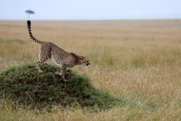 FILE PHOTO: A cheetah runs off a mound in the Masai Mara National Park