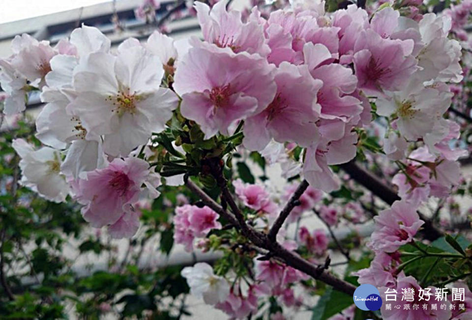 八德瑞源街的吉野櫻將開      桃園市多一處賞花秘境