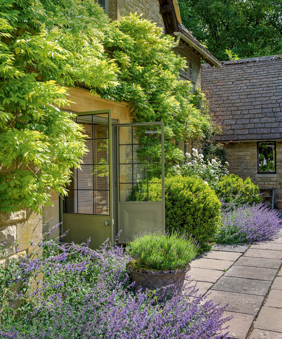 Plant fragrant lavender in borders