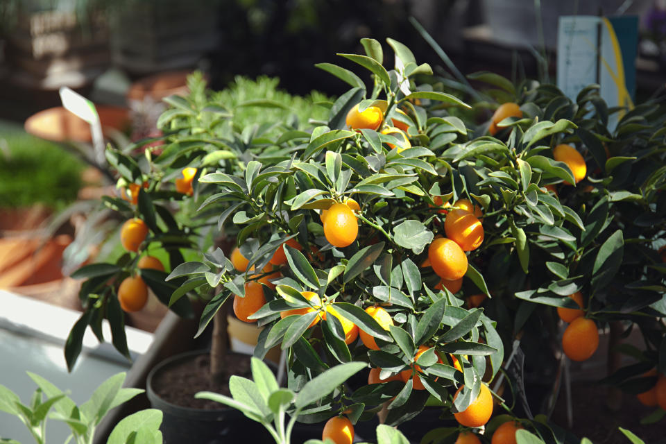 Kumquat. (Photo: Getty Images)