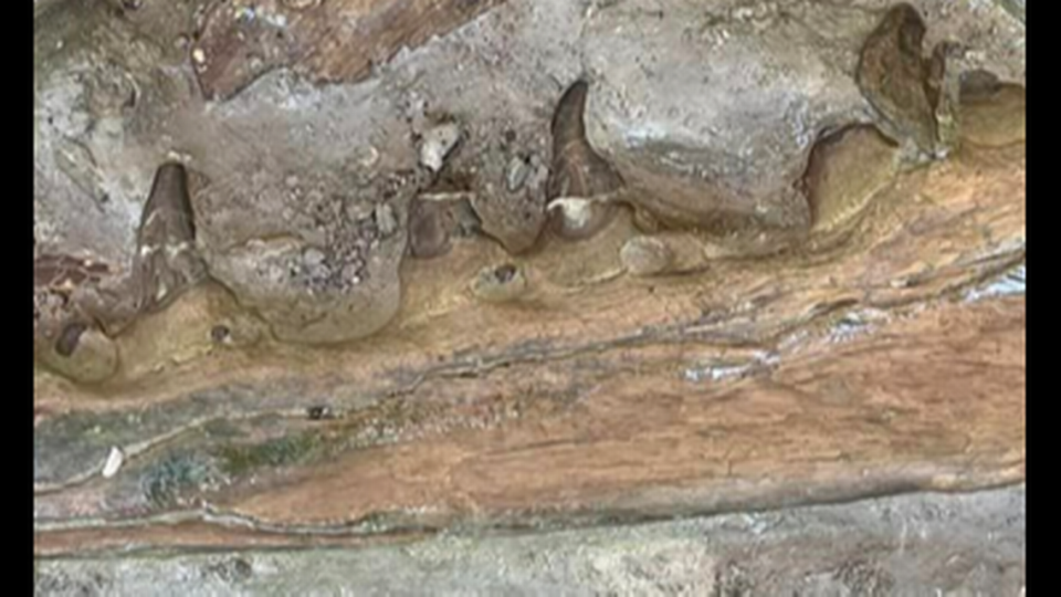 This shows some of the teeth in the skull, which was found in a creek bed near West Point, about 150 miles northeast of Jackson.