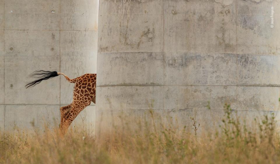 A giraffe's bottom