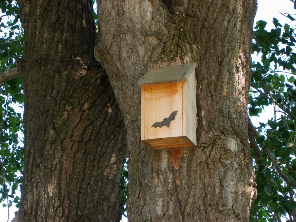 a bat house on a tree