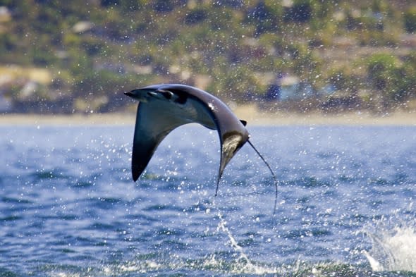 Flying mobula rays caught on camera in Mexico pictures