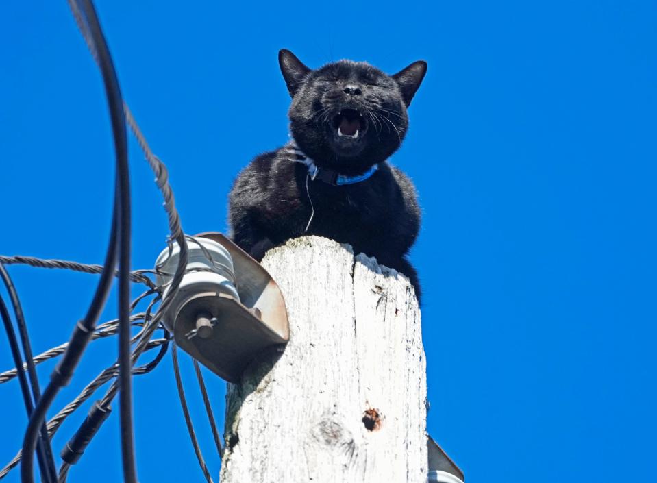 A cat meows from the top of a utility pole while being stranded for an estimated three days before being rescued by a We Energies employee on the 2500 block of North Weil Street
in Milwaukee on Thursday, Feb. 1, 2024.