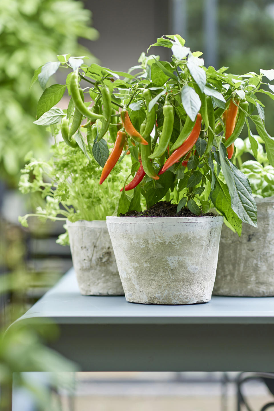6. Try growing exotic veg