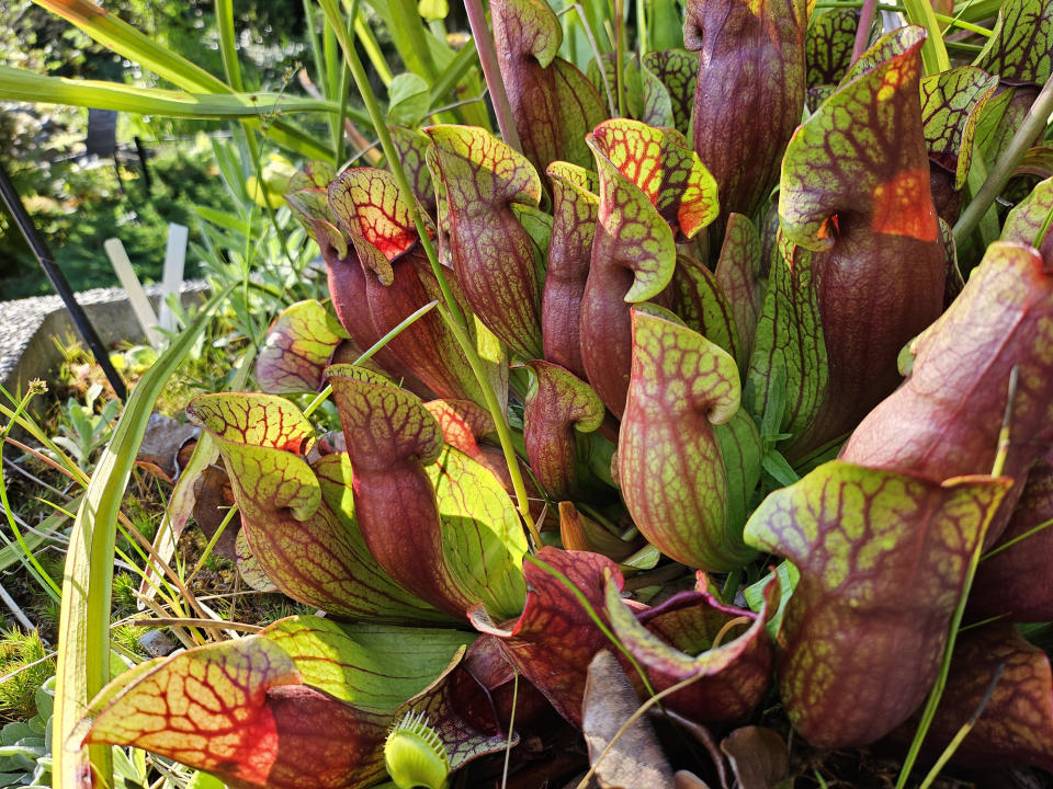 Pitcher plant