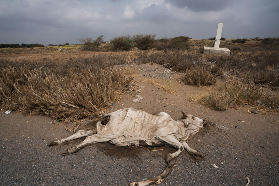 <p>Al Hudaydah, Yemen, April 19, 2017: A dead cow lies beside the main road leading out of the port town of Al Hudaydah. Locals tend to avoid dead carcasses as some have been known to be filled with Improvised Explosive Devices (IED). (Photograph by Giles Clarke for UN OCHA/Getty Images) </p>