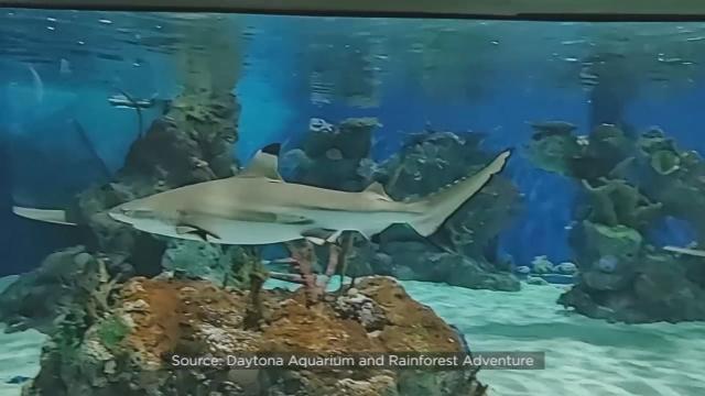 shark aquarium breaks in mall