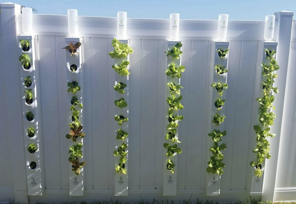 A fence farm used to grow food vertically