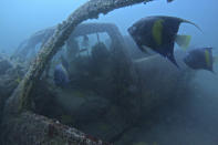 Blue angel fish swim around a sunken vehicle in the Mesaieed sea-line at the GMC dive site in Mesaieed, Qatar Wednesday, Nov. 30, 2022. World Cup fans in Qatar hoping to see some of the Gulf’s marine life are visiting the artificial reefs just off the coast of the small, peninsular Arab nation. The underwater installations of stripped-out vehicles, bicycles, concrete blocks and toilets attract divers across the Gulf Arab world and elsewhere. (AP Photo/Abbie Parr)