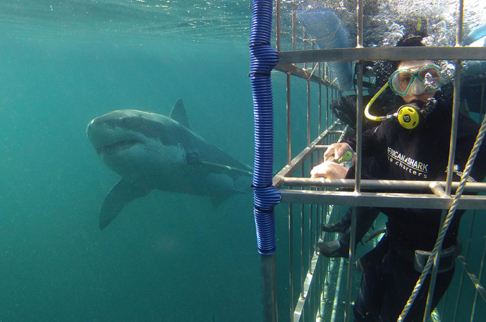 Shark diving at One&Only Cape Town