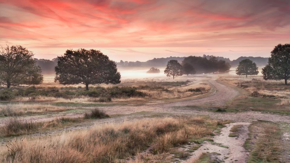 Richmond Park rarely feels crowded - getty