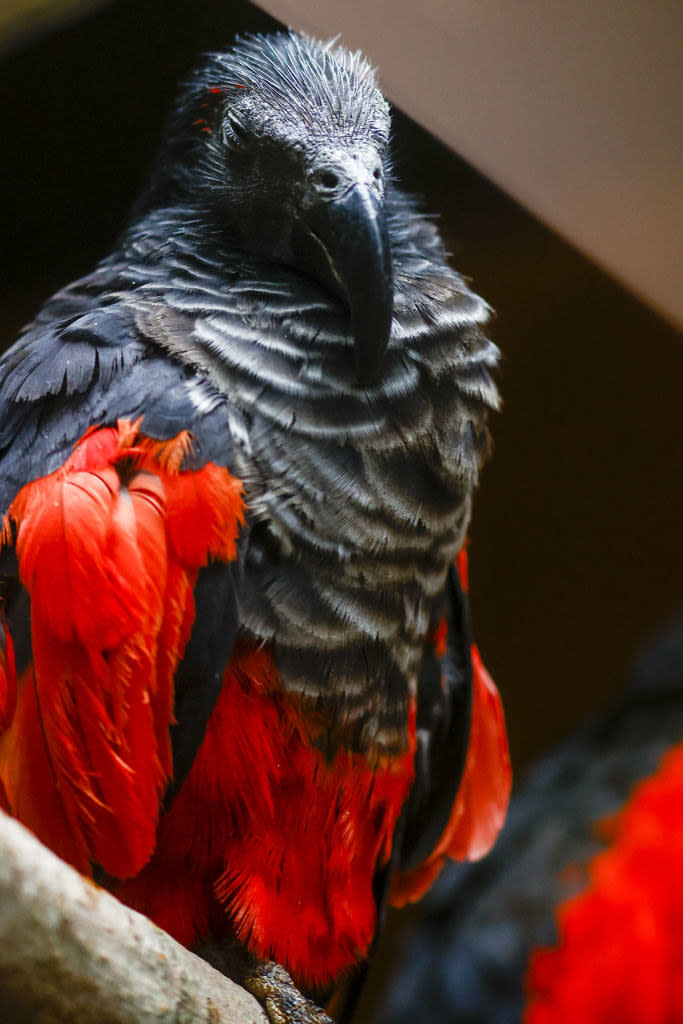 Closeup of a Dracula parrot