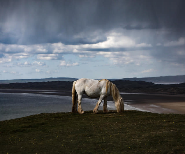 Public Told To Be Cautious While Traditional Cob Horses Roam The Headland Of Rhossili