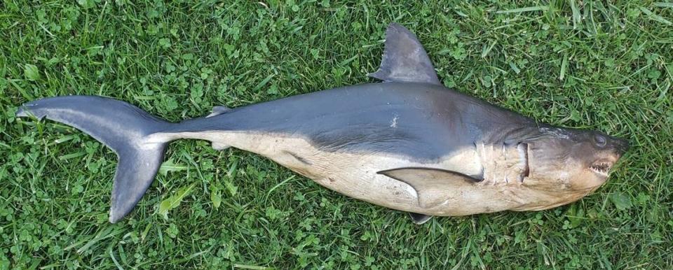 A salmon shark was found on the shores of the Salmon River near Riggins. Idaho Fish and Game officials said it was likely dropped as a prank. IDFG