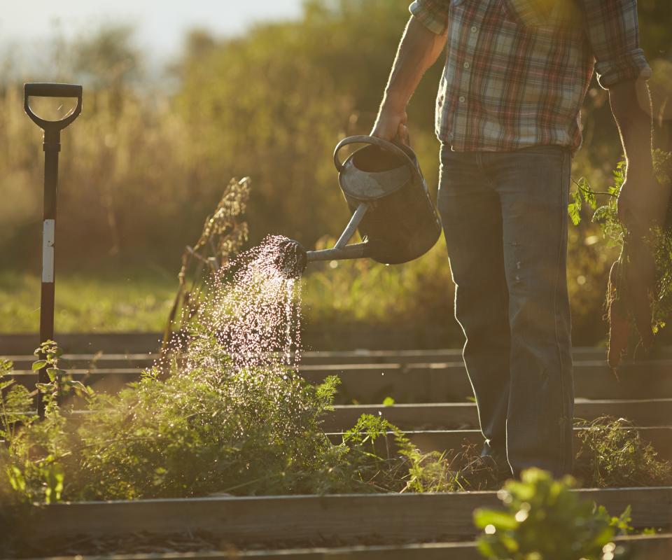 Watering plants at sunset