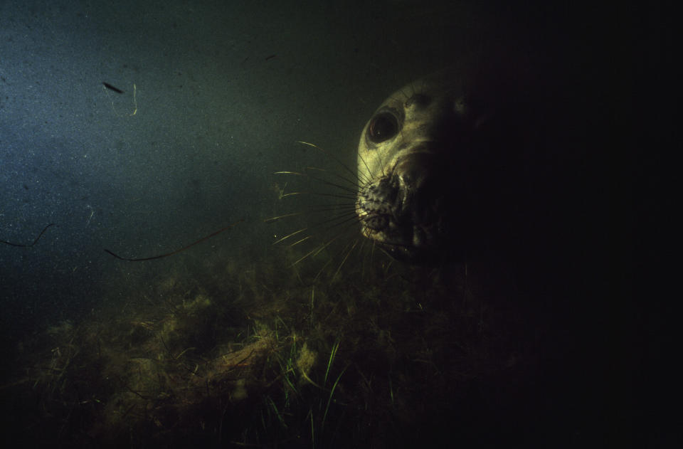 A southern elephant seal's eyes and face emerging from the shadows