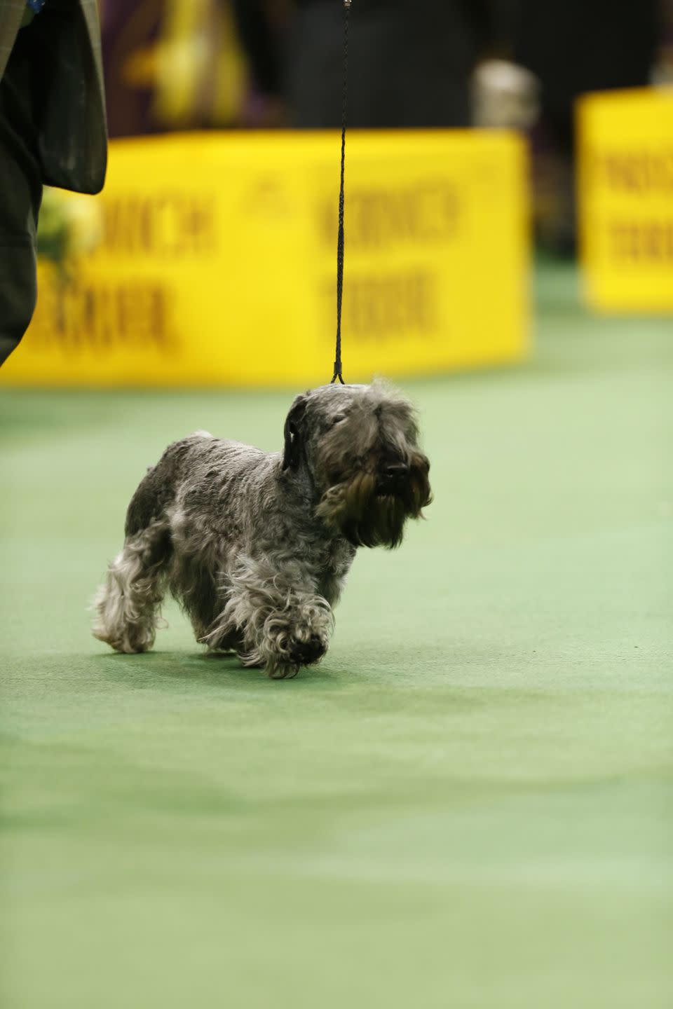 Cesky Terrier