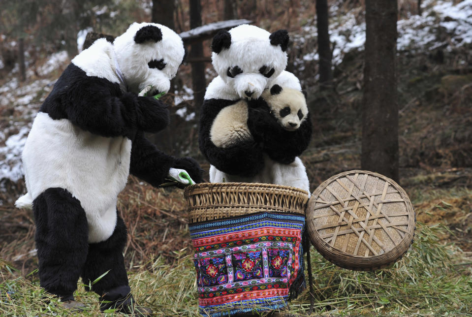 Researchers dressed in panda costumes put a panda cub into a basket before transferring it to a new living environment at the Hetaoping Research and Conservation Center for the Giant Panda in Wolong National Nature Reserve, Sichuan province February 20, 2011. The 6-month-old cub is being transferred to a bigger living environment with a higher altitude and a more complicated terrain, which marks the beginning of the second phrase of its training to reintroduce it to the wild. Researchers wear panda costumes to ensure that the cub's environment is devoid of human influence, according to local media. REUTERS/China Daily