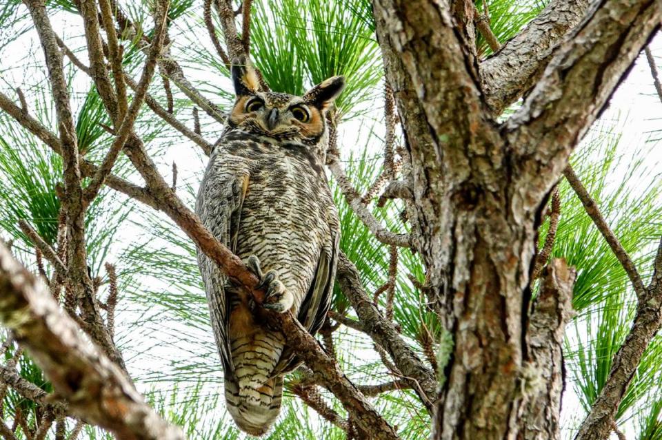 This great-horned owl was spotted perching on a pine branch in the Bradenton area during the National Audubon Society’s 124th Christmas Bird Count in December 2023.