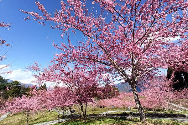 富士櫻花海大爆發！最強賞櫻秘境千櫻園盛開期公布