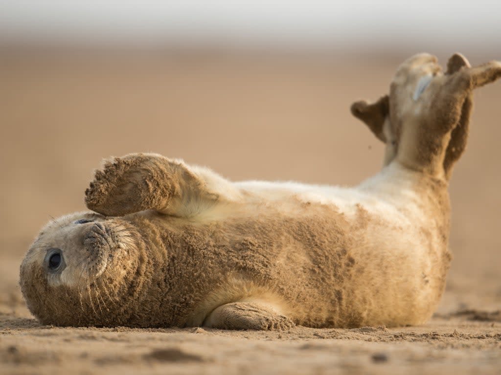 A grey seal pup rolls on the sand near the Lincolnshire Wildlife Trust’s Donna Nook nature reserve (Dan Kitwood/Getty Images)